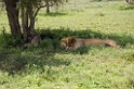 Ndutu Love han05
